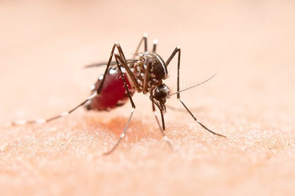 Dengue – Quick Facts & Prevention