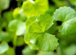 Gotu Kola Leves