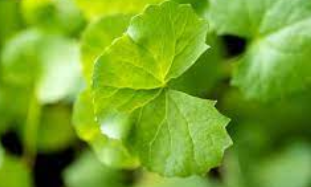 Gotu kola Leaves