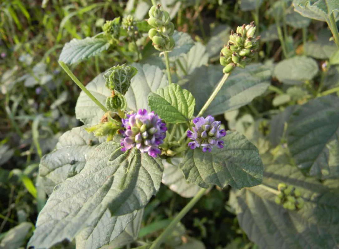 Bakuchiol Flower