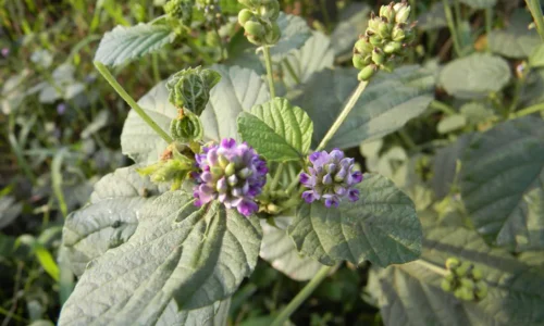 Bakuchiol Flower