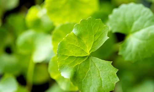 close -up fresh green gotu kola leaves with detailed texture and natural lighting