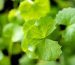 Gotu Kola Leves