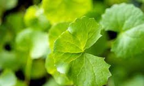 Gotu Kola Leves
