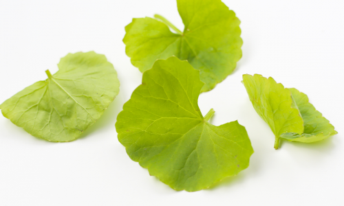 gotu kola leaves